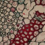 Microscopic view of plant cells and tissues