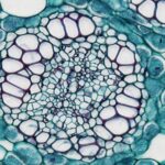 a close up view of a plant cell