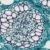 a close up view of a plant cell