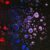 A black background with red, white and blue bubbles